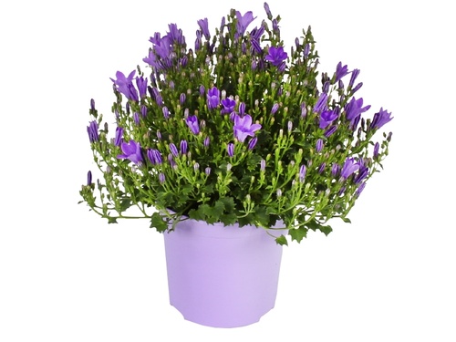 Campanula Addenda Ambella Purple: paarse magneet
