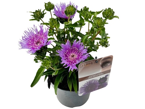 Korenbloemaster: koele kleuren in late zomer