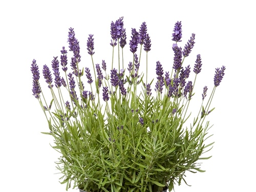 LAVENDEL – EEN TUIN VOL ZOMERVIBES