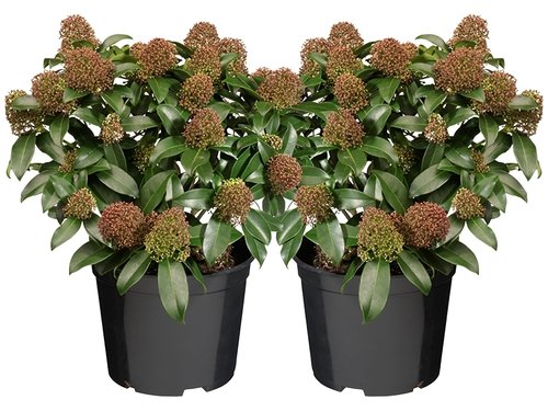 Skimmia japonica 'Rubella': wintergroene schoonheid