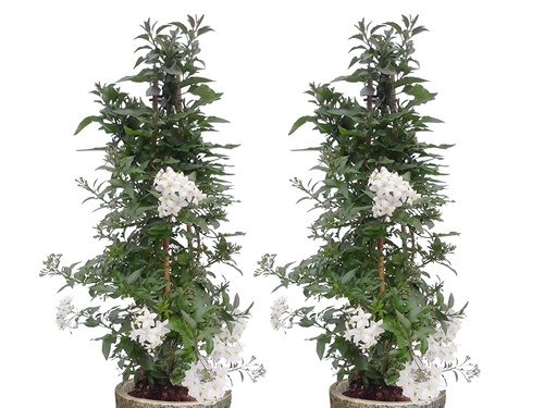 SOLANUM JASMINOIDES – BLOEMENSLINGERS IN VOLLE VAART