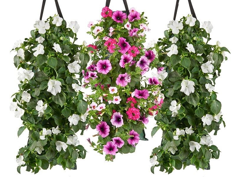 Wandhangers vol zomervibes